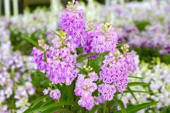 アワチドリ・夢ちどり 蘭裕園 Ranyuen