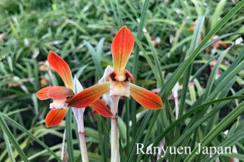 春蘭 蘭裕園 Ranyuen