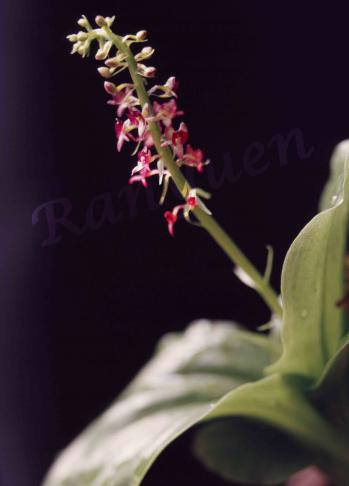 ハハジマホザキラン 蘭裕園 Ranyuen