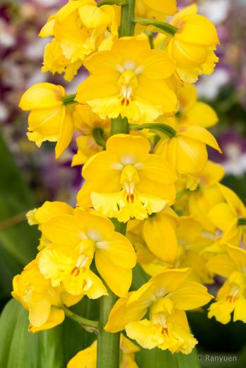 エビネ 蘭裕園 Ranyuen