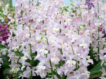 エビネ 蘭裕園 Ranyuen