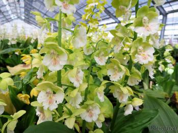 Calanthe Ranyuen