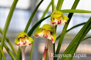 春蘭 蘭裕園 Ranyuen