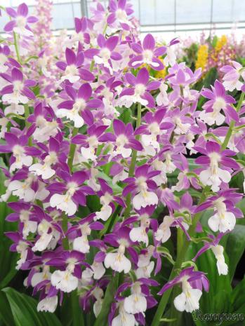 エビネ 蘭裕園 Ranyuen