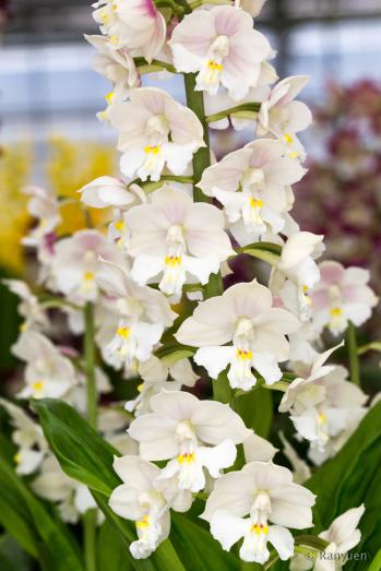 エビネ 蘭裕園 Ranyuen