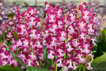 エビネ 蘭裕園 Ranyuen