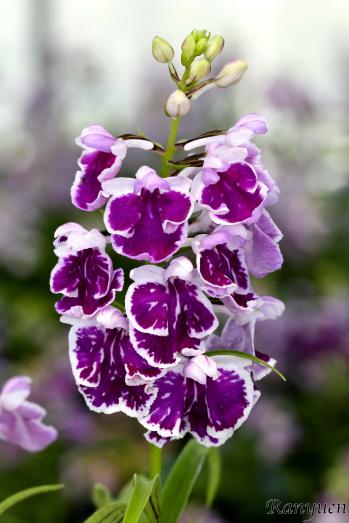 アワチドリ・夢ちどり 蘭裕園 Ranyuen