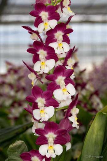 エビネ 蘭裕園 Ranyuen