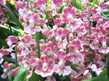 エビネ 蘭裕園 Ranyuen