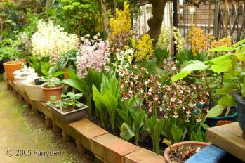 蘭裕園スタイル 蘭裕園 Ranyuen