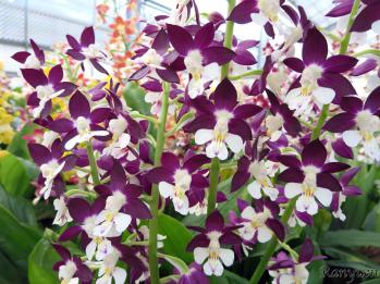 エビネ 蘭裕園 Ranyuen