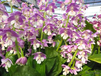 エビネ 蘭裕園 Ranyuen