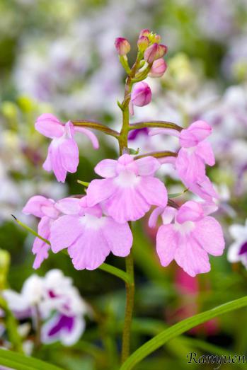 アワチドリ・夢ちどり 蘭裕園 Ranyuen