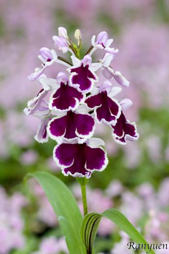 アワチドリ・夢ちどり 蘭裕園 Ranyuen