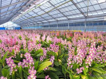 エビネ 蘭裕園 Ranyuen