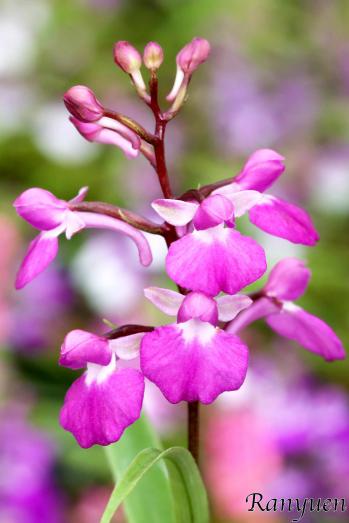 アワチドリ・夢ちどり 蘭裕園 Ranyuen
