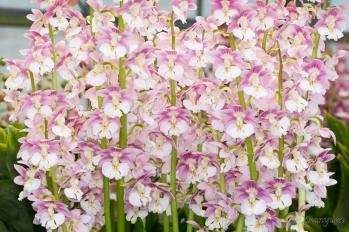 エビネ 蘭裕園 Ranyuen