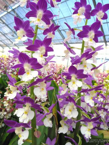 エビネ 蘭裕園 Ranyuen