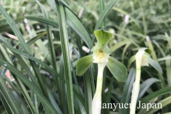 春蘭 蘭裕園 Ranyuen