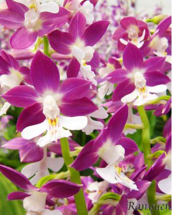 エビネ 蘭裕園 Ranyuen