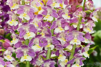 エビネ 蘭裕園 Ranyuen