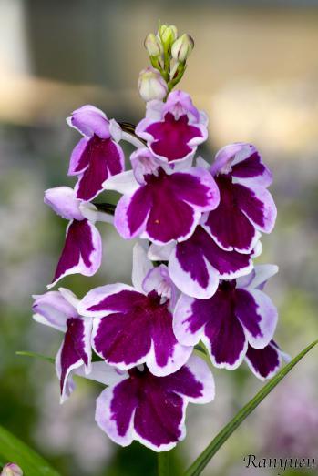 アワチドリ・夢ちどり 蘭裕園 Ranyuen