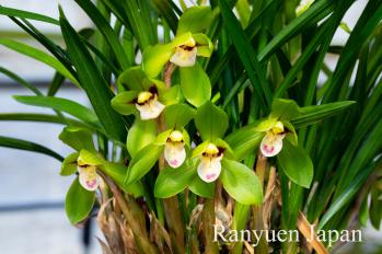 春蘭 蘭裕園 Ranyuen