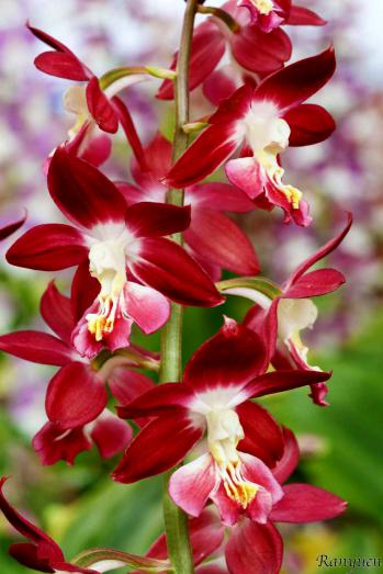 エビネ 蘭裕園 Ranyuen