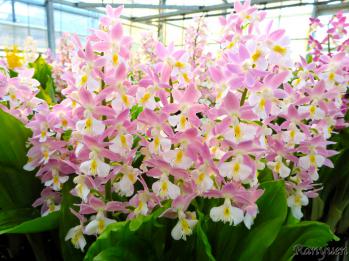 エビネ 蘭裕園 Ranyuen