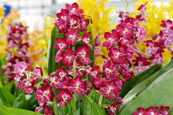 エビネ 蘭裕園 Ranyuen