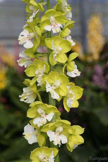 エビネ 蘭裕園 Ranyuen