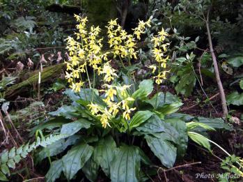キエビネ 蘭裕園 Ranyuen