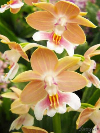 エビネ 蘭裕園 Ranyuen