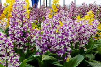 エビネ 蘭裕園 Ranyuen