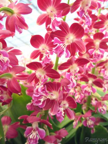 エビネ 蘭裕園 Ranyuen