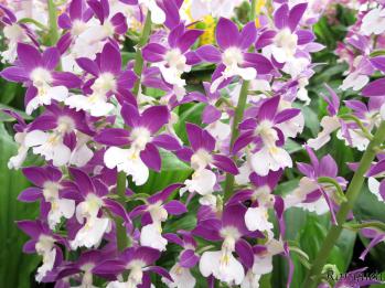 エビネ 蘭裕園 Ranyuen