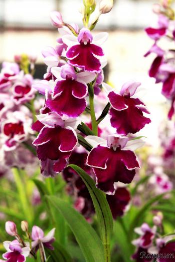 アワチドリ・夢ちどり 蘭裕園 Ranyuen