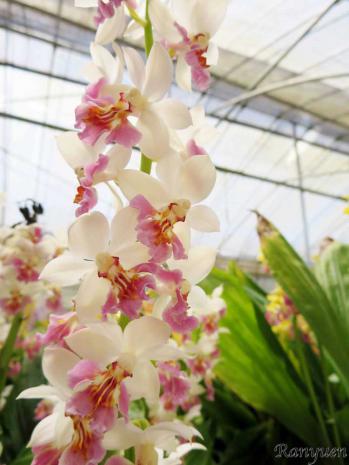 エビネ 蘭裕園 Ranyuen
