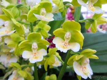 エビネ 蘭裕園 Ranyuen