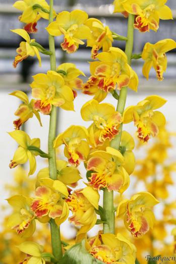 エビネ 蘭裕園 Ranyuen