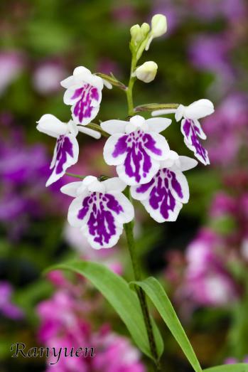 アワチドリ・夢ちどり 蘭裕園 Ranyuen