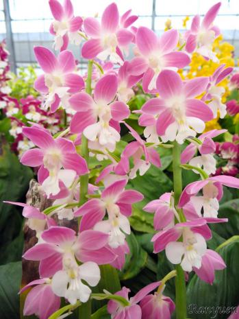 エビネ 蘭裕園 Ranyuen