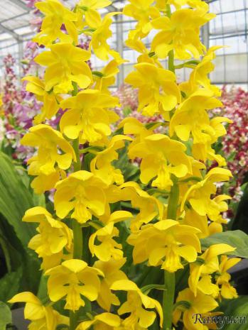 エビネ 蘭裕園 Ranyuen