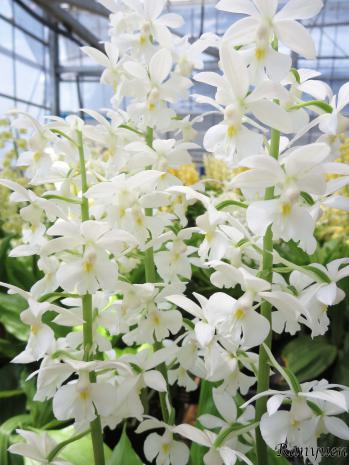 Calanthe Ranyuen