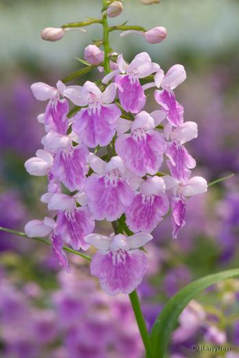 アワチドリ・夢ちどり 蘭裕園 Ranyuen