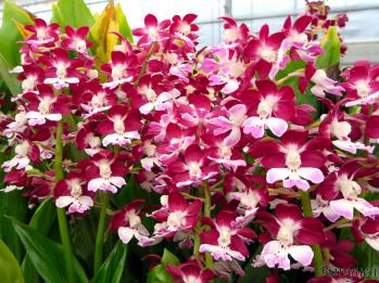 エビネ 蘭裕園 Ranyuen