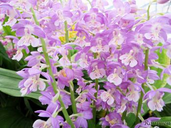 エビネ 蘭裕園 Ranyuen