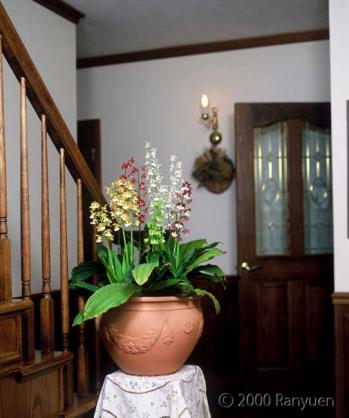 蘭裕園スタイル 蘭裕園 Ranyuen