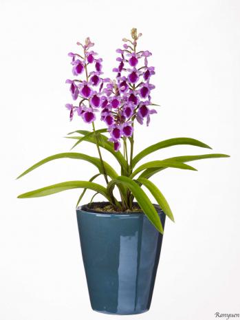 蘭裕園スタイル 蘭裕園 Ranyuen