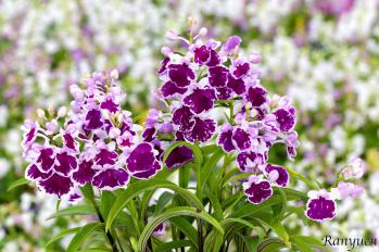 アワチドリ・夢ちどり 蘭裕園 Ranyuen